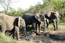 Afrikanischer Elefant (42 von 131).jpg